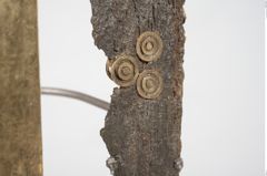 Foto von Bimetalldolchmesser (NHMW-PRAE-025810)